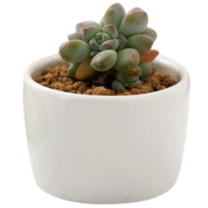 Plant Gift Wholesale | Succulent In A Pot